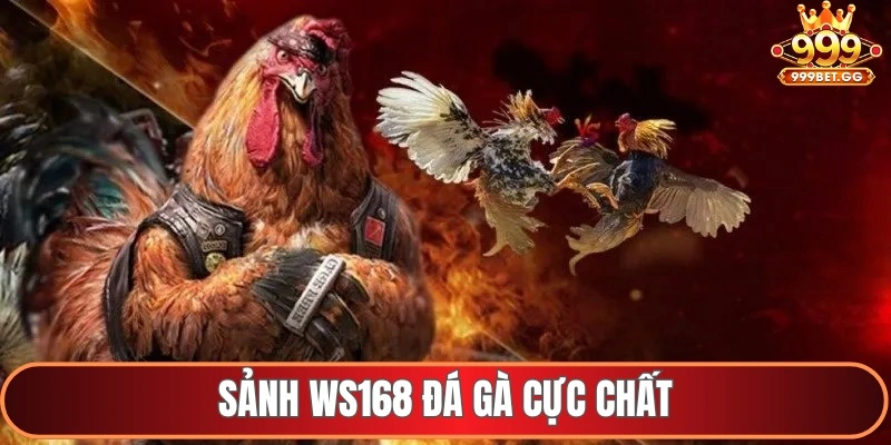Sảnh WS168 đá gà cực chất lượng